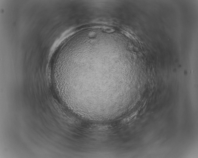 X0000067340343200604131731