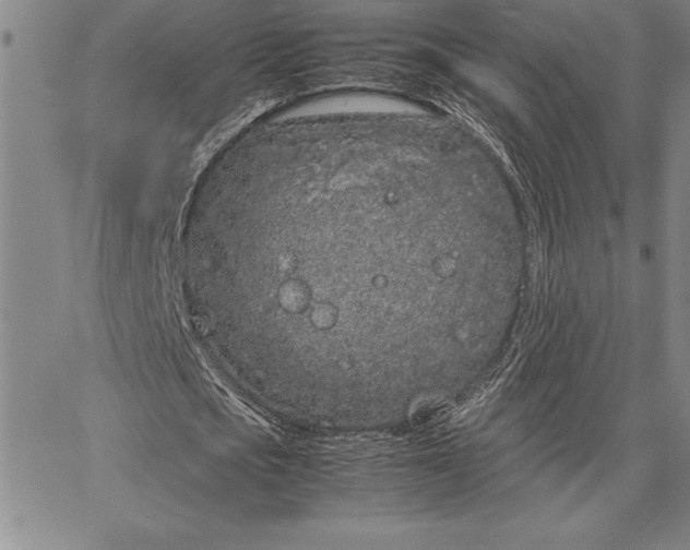 X0000067340721200604131725