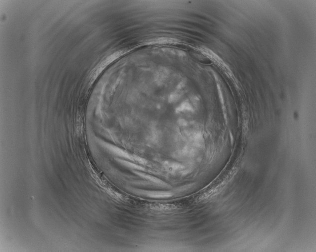 X0000067340945200604131722