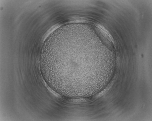 X0000067341425200604131714