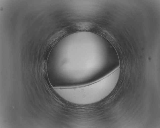 X0000067350325200603310906