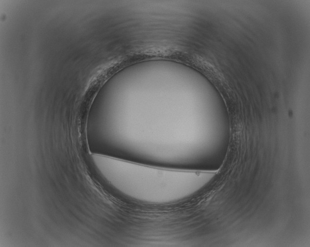 X0000067350688200603310900