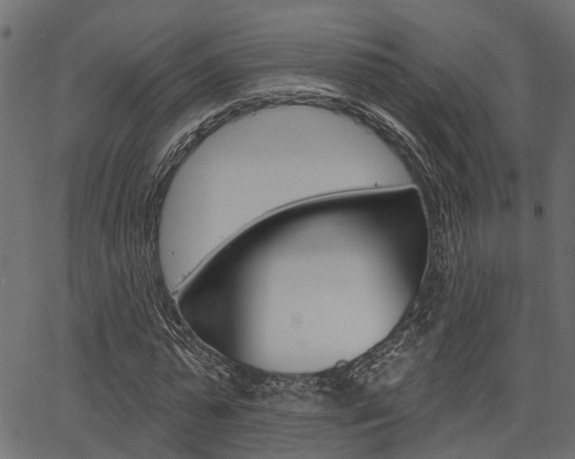 X0000067350775200603310859