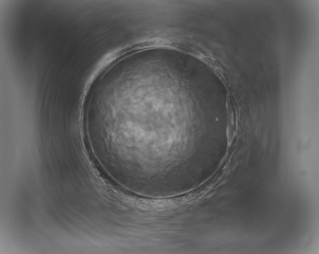 X0000067350006200603311204
