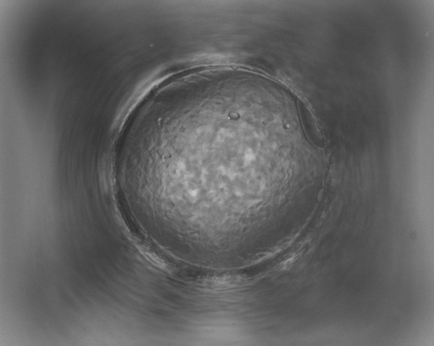 X0000067350103200603311202