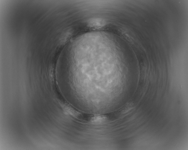 X0000067350274200603311200