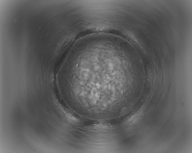 X0000067350545200603311155