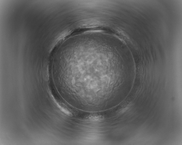 X0000067350638200603311153