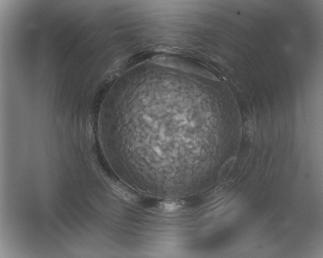 X0000067350662200603311153