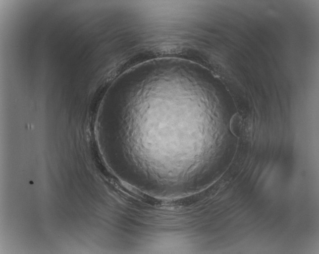 X0000067350746200603311152