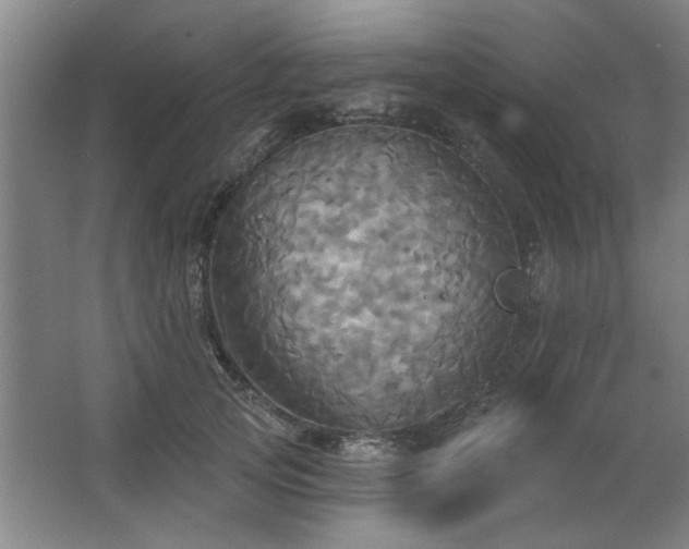 X0000067350753200603311152