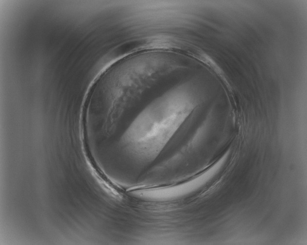 X0000067350795200603311151