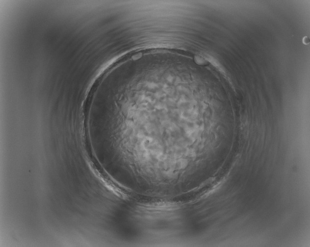 X0000067350933200603311148