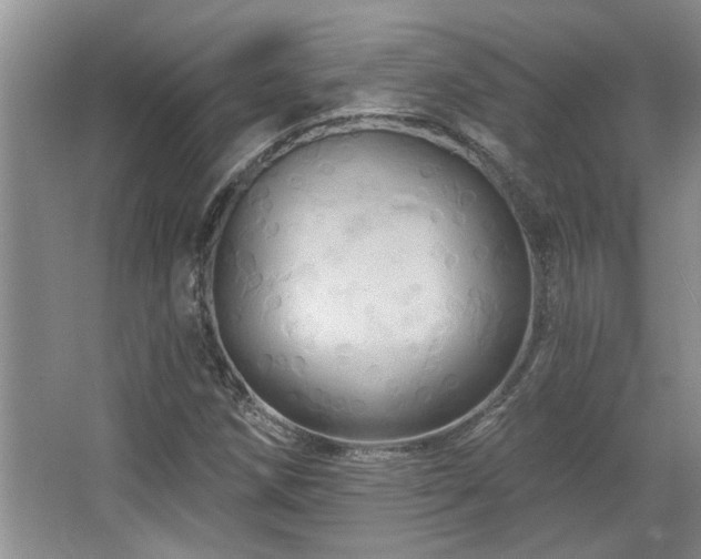 X0000067351258200603311143