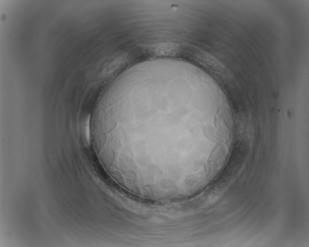 X0000067350028200604030945