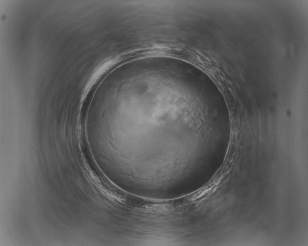 X0000067350102200604030944