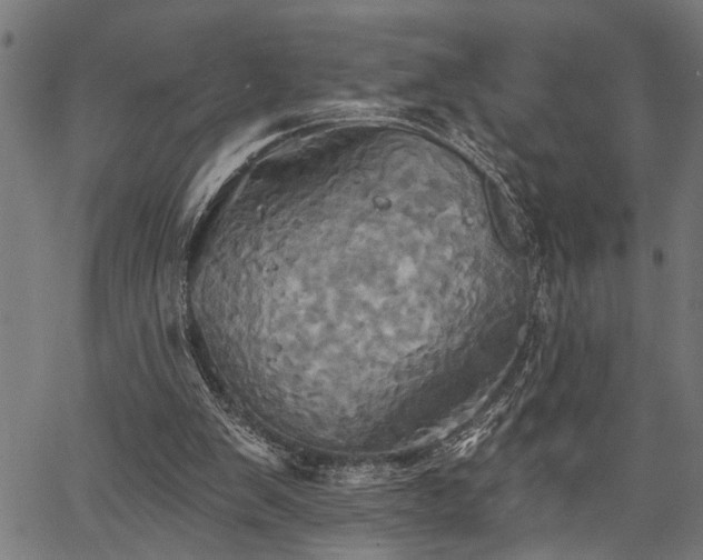 X0000067350103200604030944