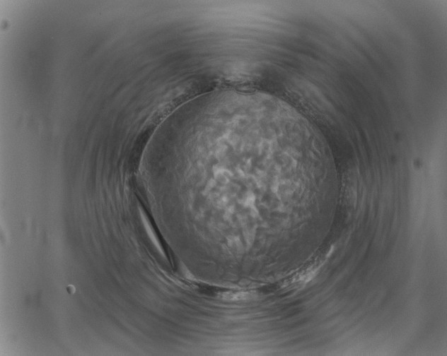 X0000067350135200604030943