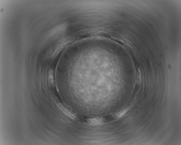 X0000067350238200604030942