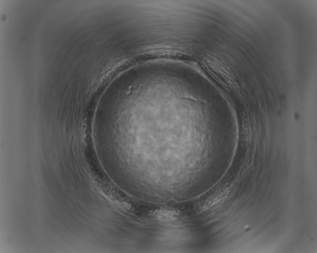 X0000067350255200604030941