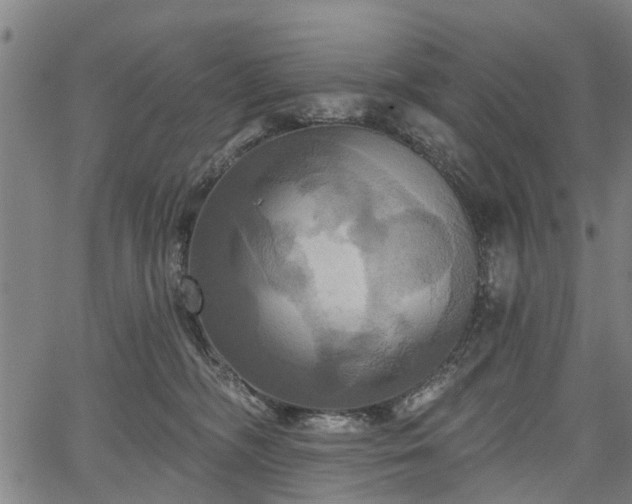 X0000067350326200604030940