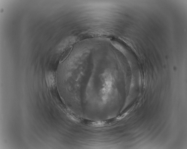 X0000067350335200604030940