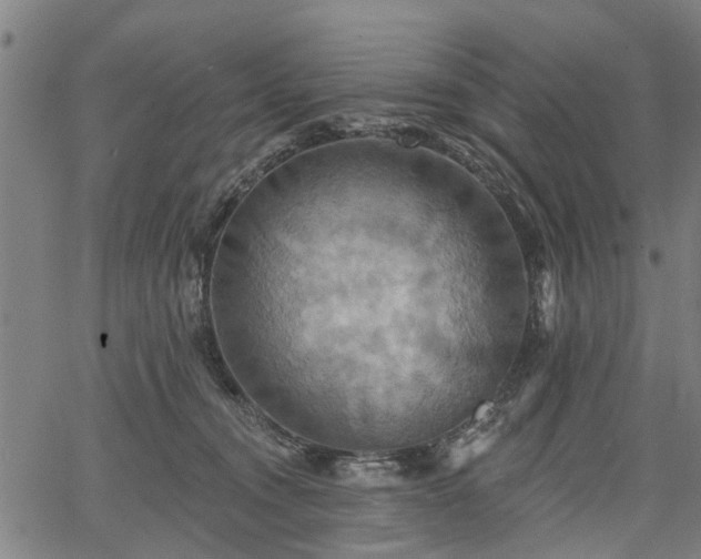 X0000067350372200604030940