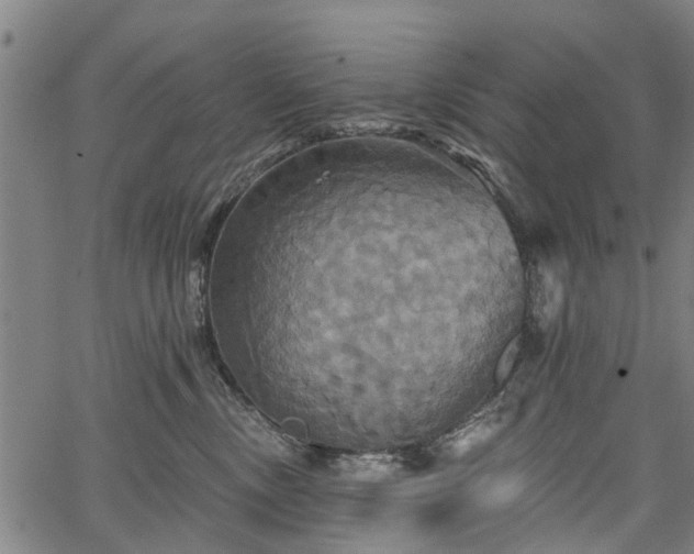 X0000067350378200604030940