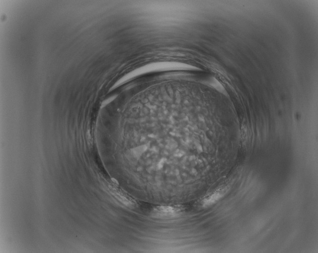 X0000067350381200604030940