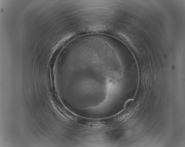 X0000067350443200604030938