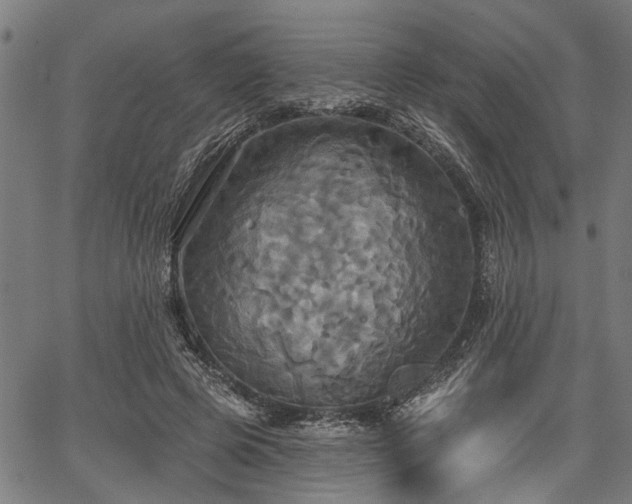 X0000067350545200604030936