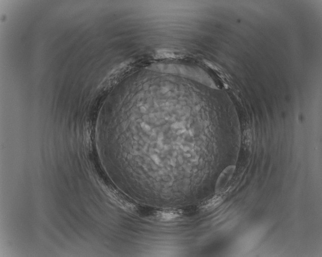 X0000067350662200604030935