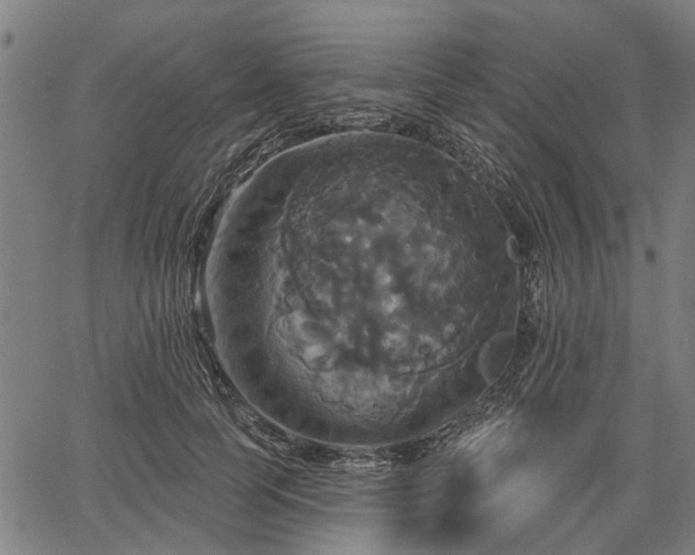 X0000067350745200604030933