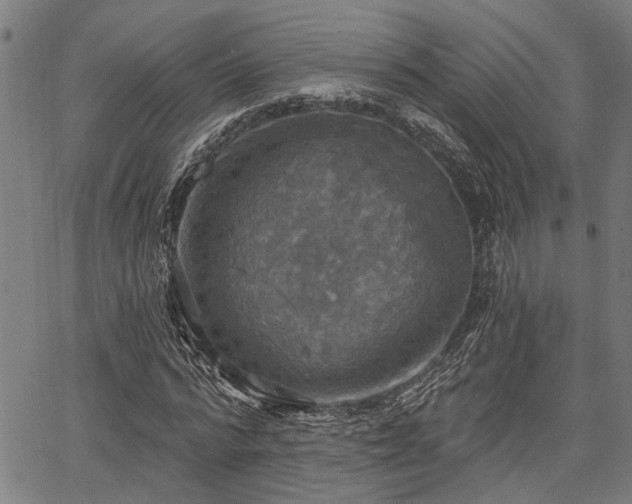 X0000067350776200604030933