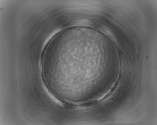 X0000067350796200604030933