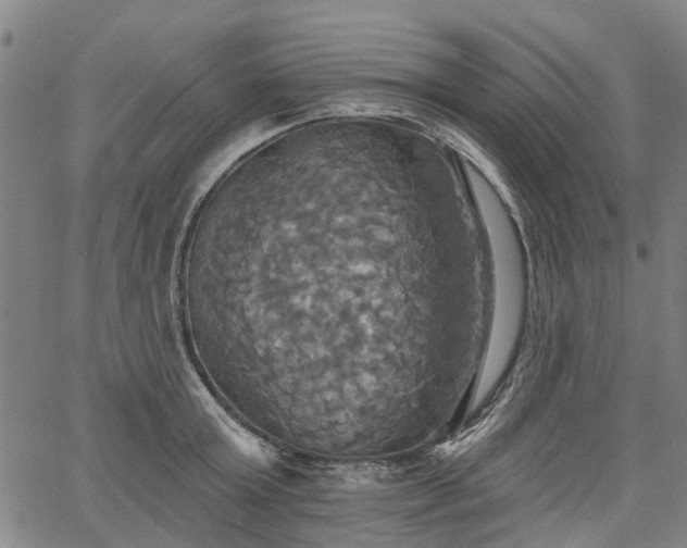 X0000067350803200604030932