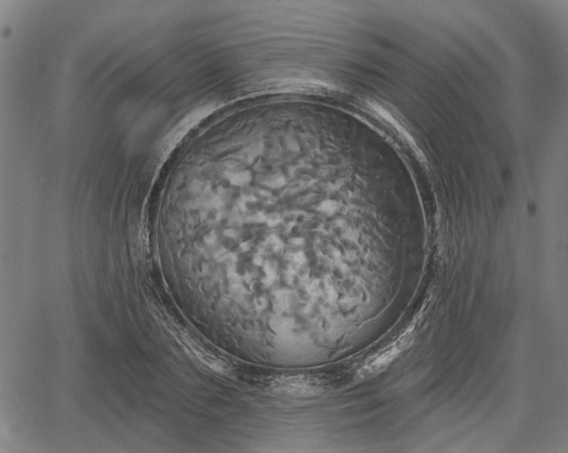 X0000067350883200604030931