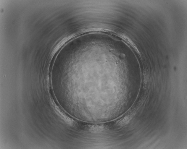 X0000067350890200604030931