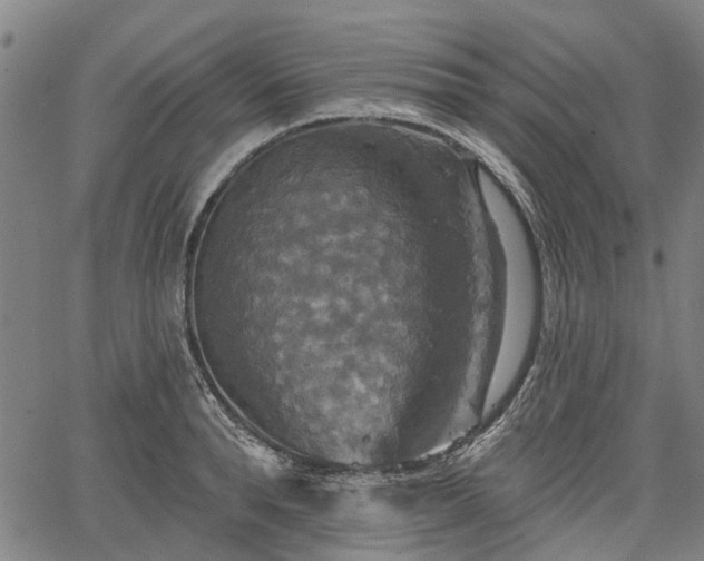 X0000067350896200604030931