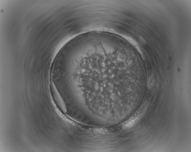 X0000067350903200604030931