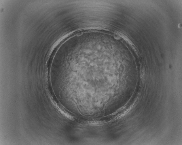 X0000067350933200604030930