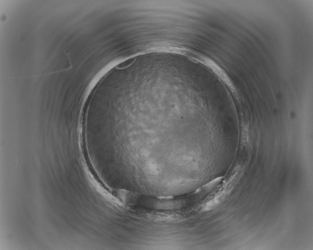 X0000067350955200604030931