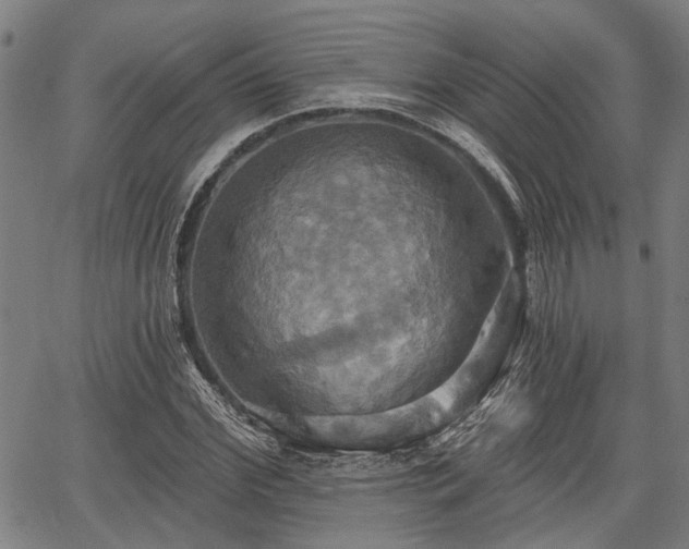 X0000067350972200604030930