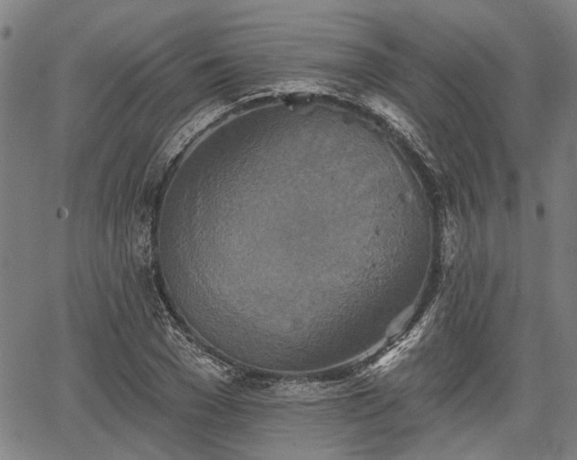 X0000067350977200604030930