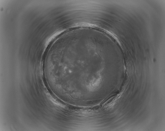 X0000067350987200604030929