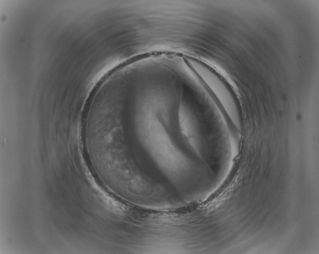 X0000067350991200604030929