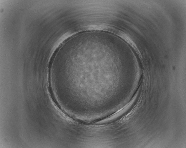 X0000067350992200604030929