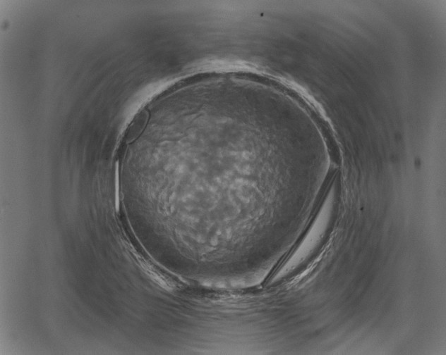 X0000067351175200604030926