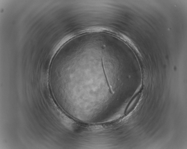 X0000067351186200604030926