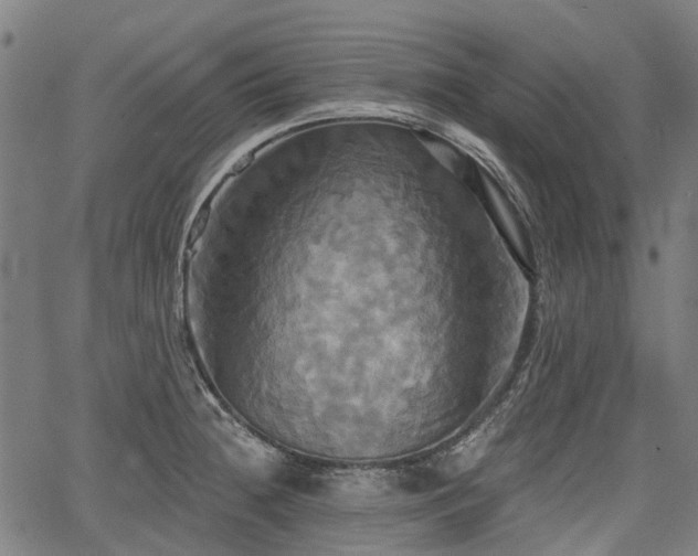 X0000067351236200604030926